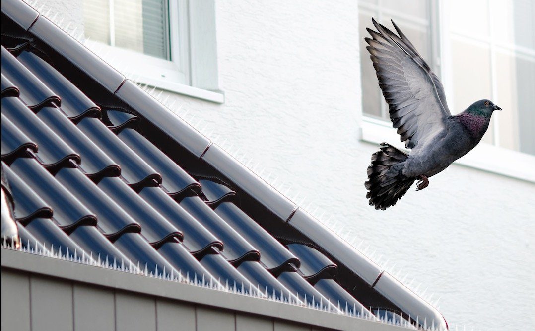 Pigeons on the balcony