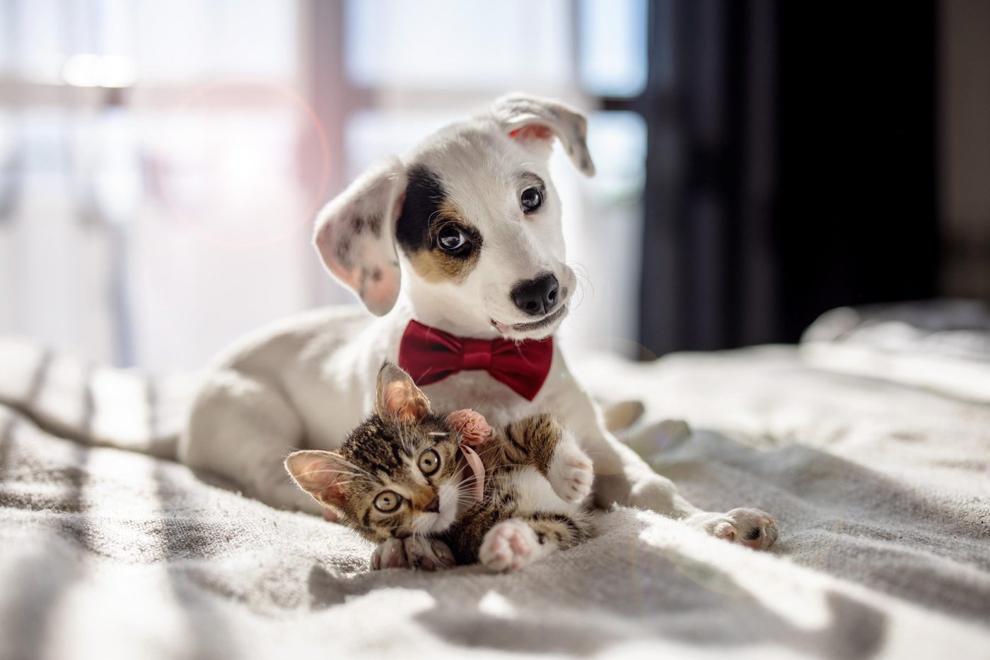 Puppy and kitten resting together
